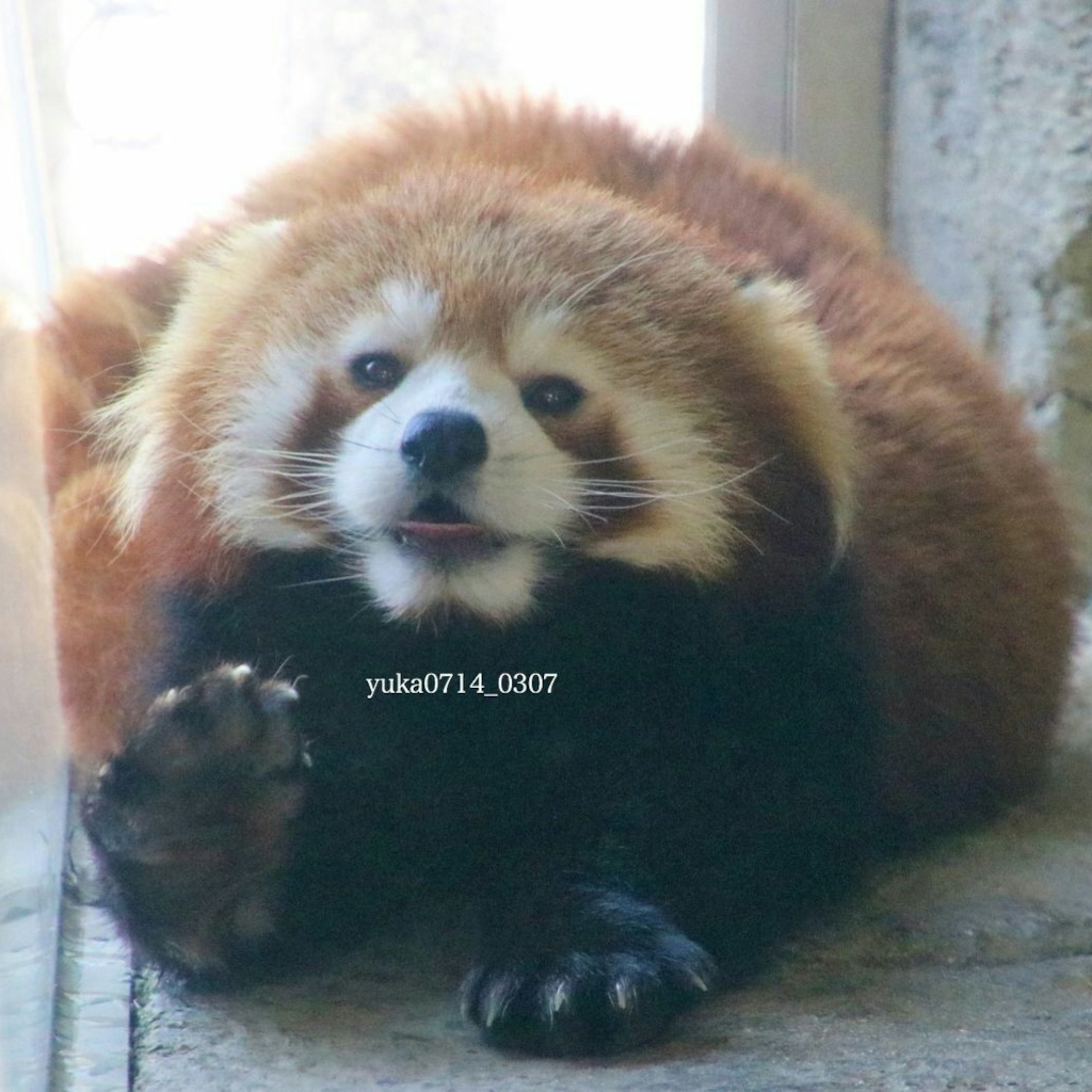 a cute red panda