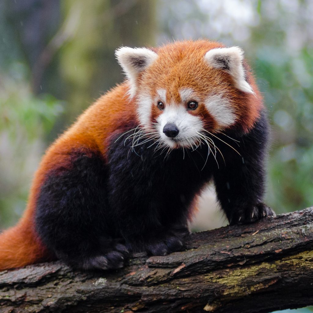 a cute red panda