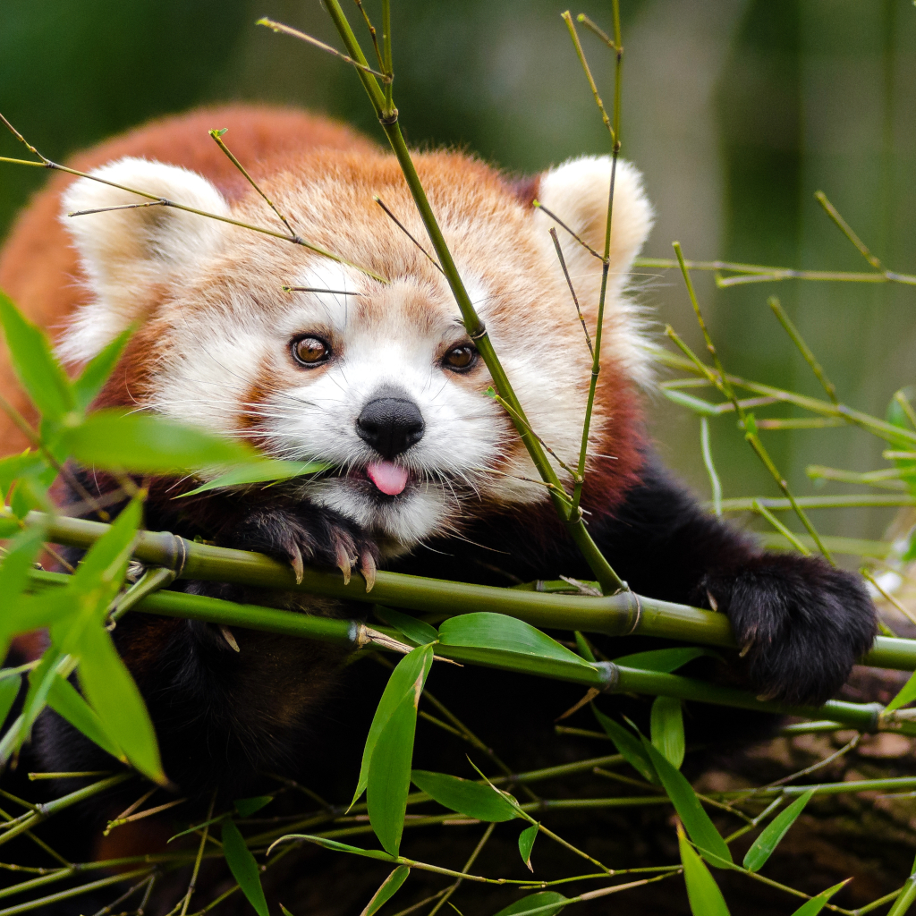 a cute red panda