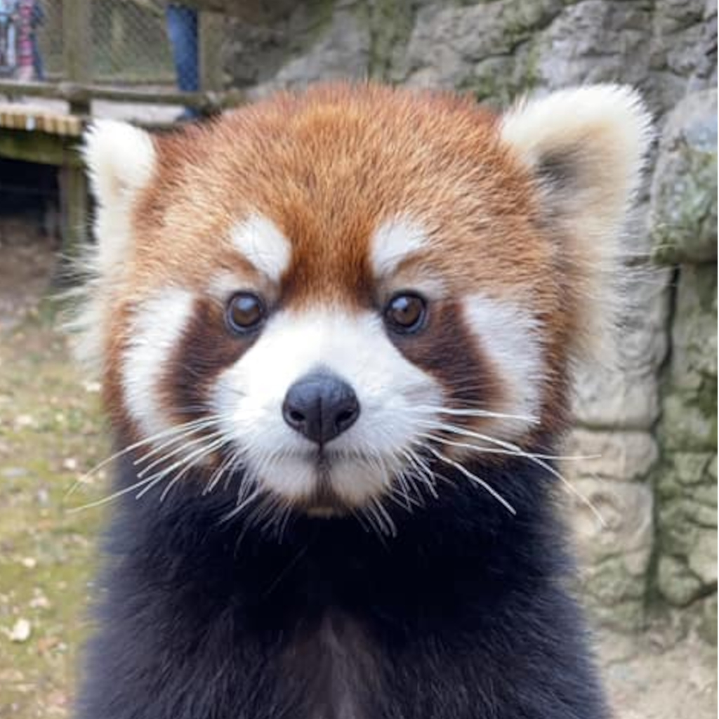 a cute red panda